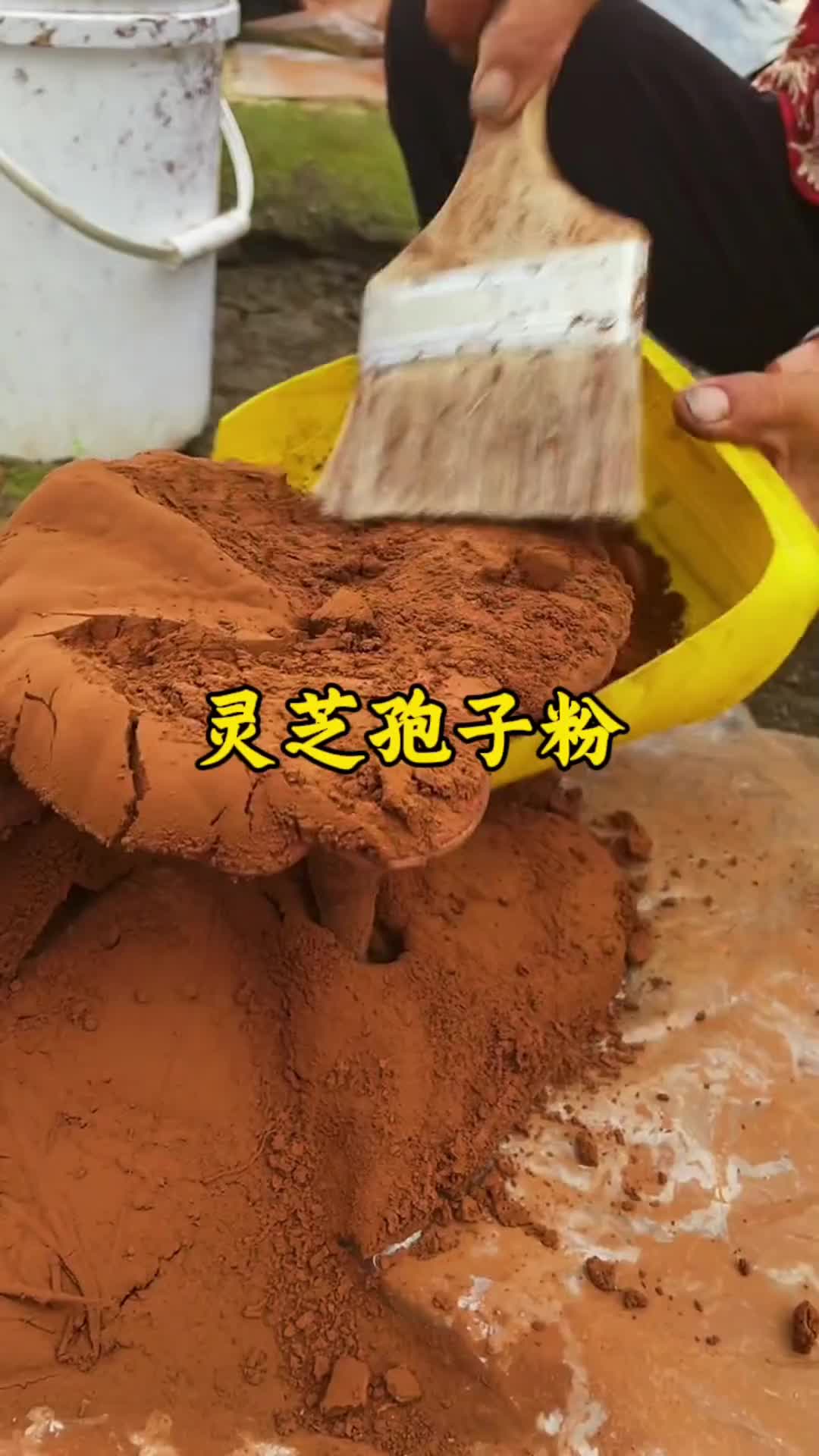 灵芝孢子粉