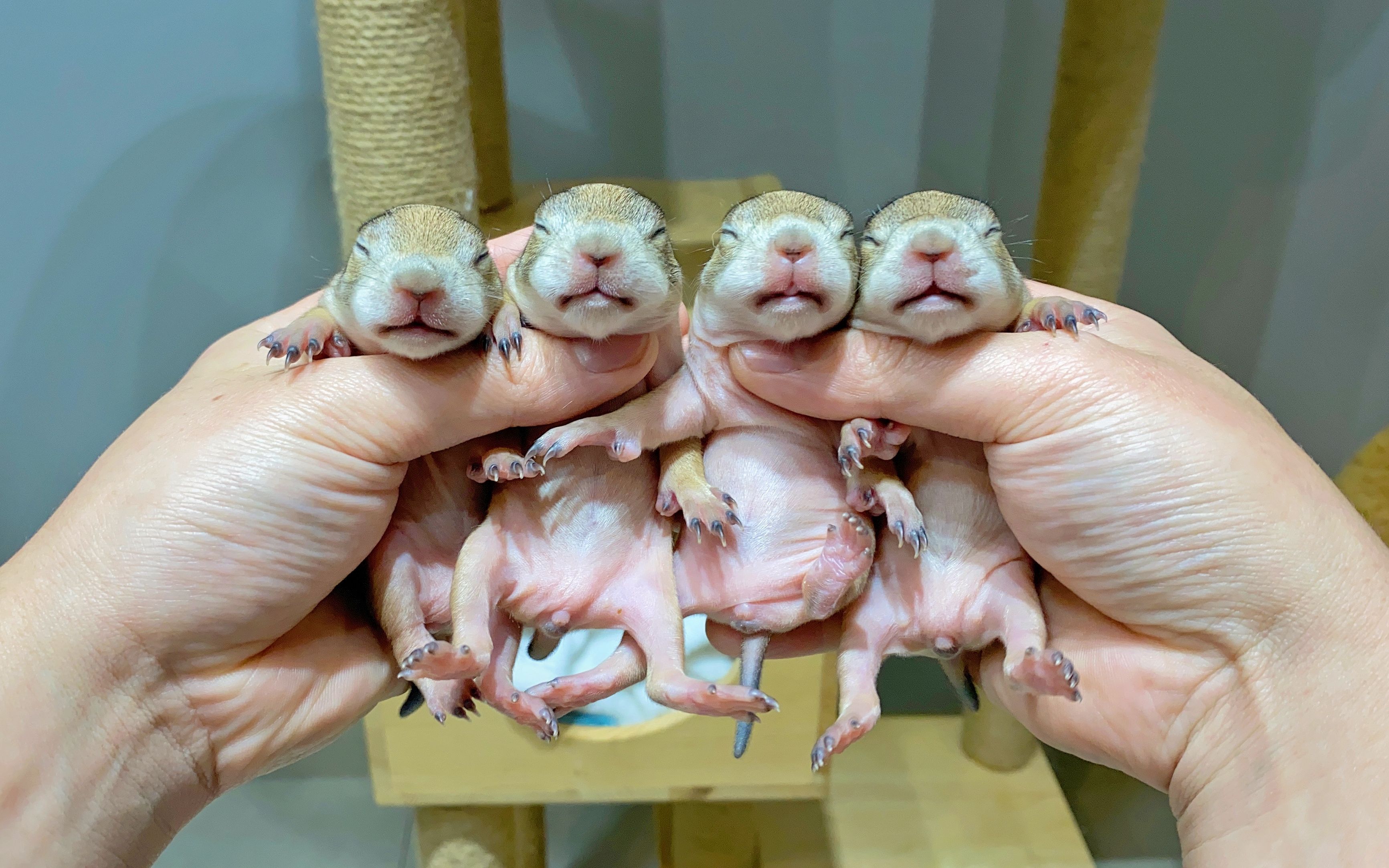 刚出生不久的土拨鼠，都这么可爱的嘛…