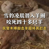 雪豹凌晨潜入羊圈咬死四十多只羊 民警木棒敲击羊圈将其赶走