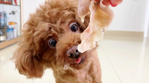 怎么教狗狗不能咬东西 6aec7d27153c2d932227dfd778cef1189f98ab49.jpg@480w_270h_1c