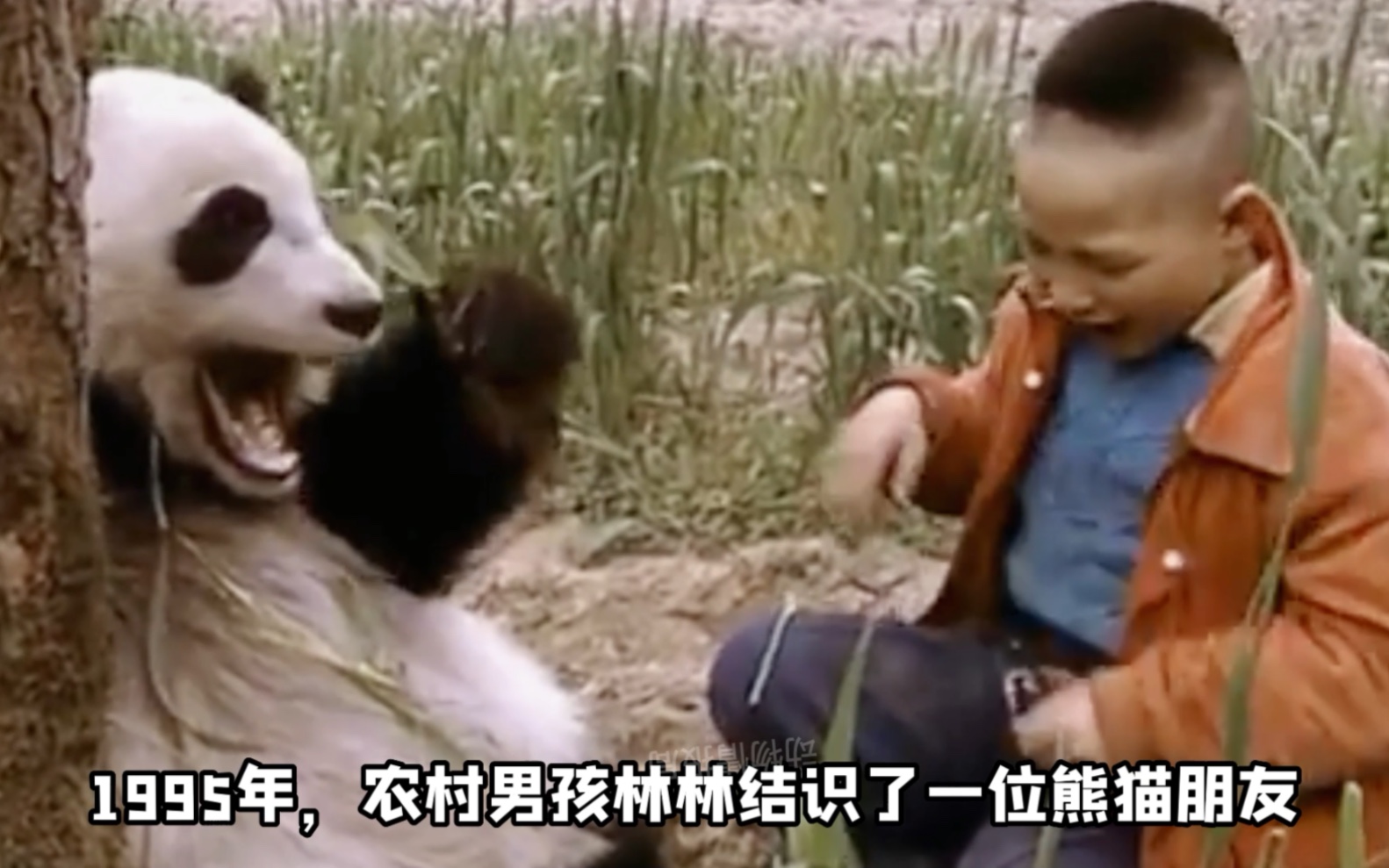 1995年，一个山村男孩和野生大熊猫成为好朋友，巡山时发现自己的熊猫朋友受伤，一路小跑回去叫人，在救护人员赶到后及时得到了治疗，最后放归山林