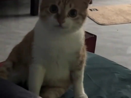 猫:我暗示的不够明显??