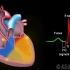 【Alila】心脏传导系统与心电图