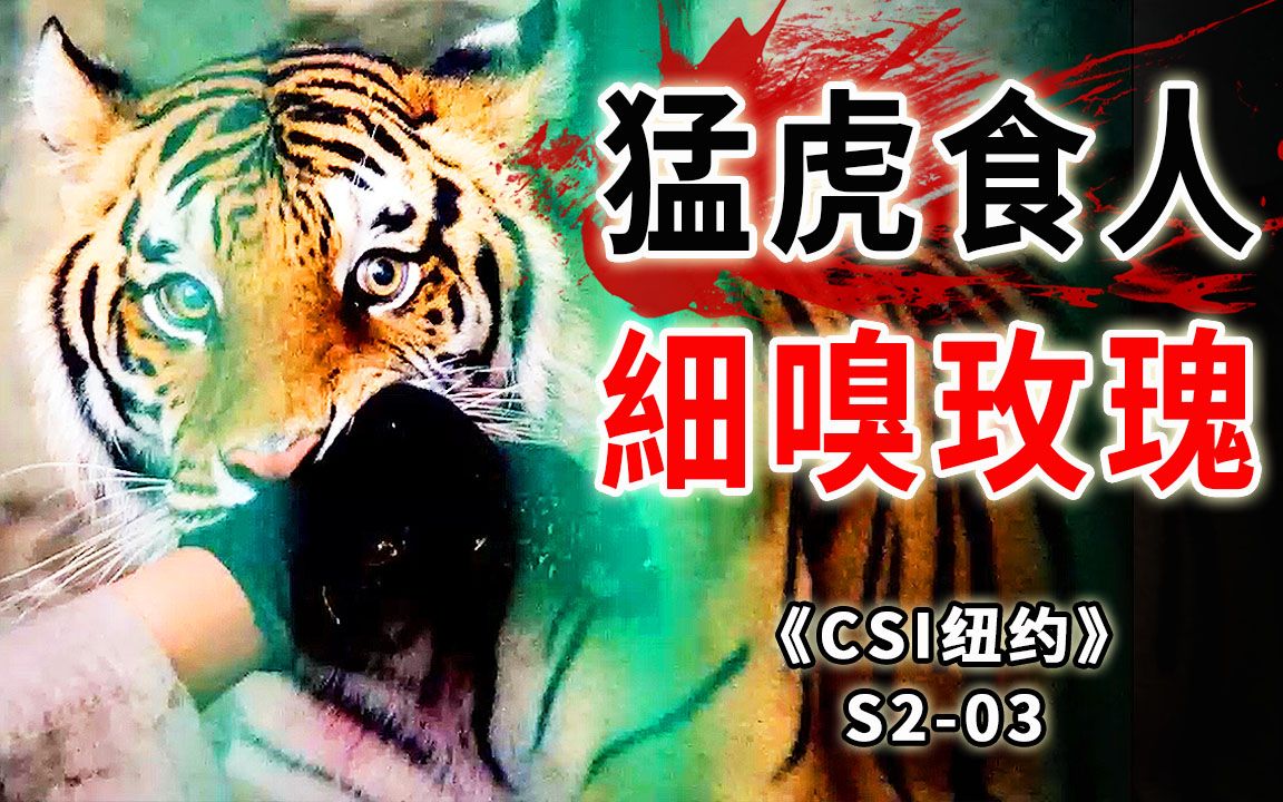 男子被五花大绑扔进老虎洞，猛虎快活用餐宛若吃自助《CSI纽约》S2-03