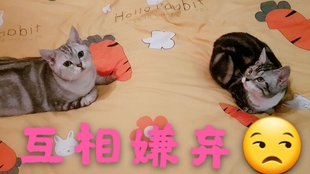 6b34a3973249ee341562c22674326cc41dd8ca77.jpg@310w_174h_1c_100q.jpg
