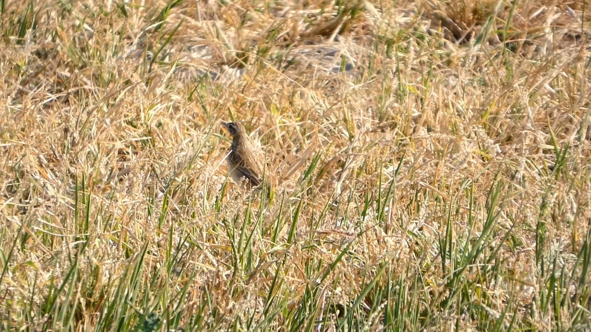 理氏鹨 小白鹭 黄鹡鸰 喜鹊 苍鹭 大白鹭 牛背鹭 黑领椋鸟 白鹡鸰 东亚石鵖 棕背伯劳 灰头鹀 中白鹭 红颈滨鹬 环颈鸻
