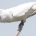 （附中文讲解）世界上叫声最大的鸟~白钟雀