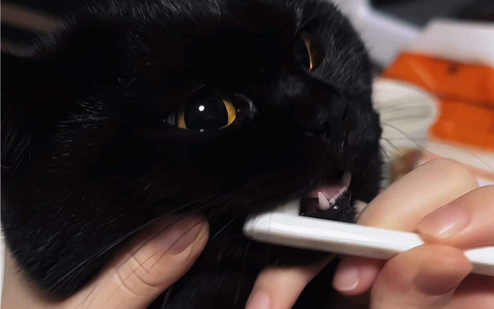 以防你从没见过小猫刷牙！