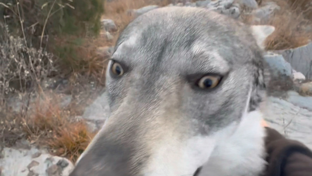 不同的家庭养出不同效果的捷克狼犬
