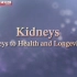 【NHK】人体 第2集 肾脏：健康与长寿的关键 The Body EP02 Kidneys Keys To Health