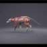 3d动画动物骨骼肌肉运动-狐狸