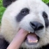 带你看大熊猫吃嫩竹子