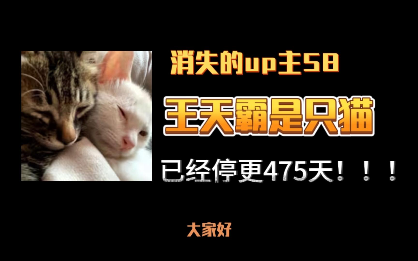 消失的up主58——王天霸是只猫，收养流浪猫的up主，散养流浪猫是个难解的难题！
