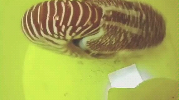 鹦鹉螺实拍