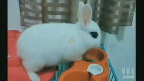 用什么可以做仓鼠窝 6ba093edea60608ed4f8646671762d3d80e62f3c.jpg@280w_158h_1c_100q.jpg