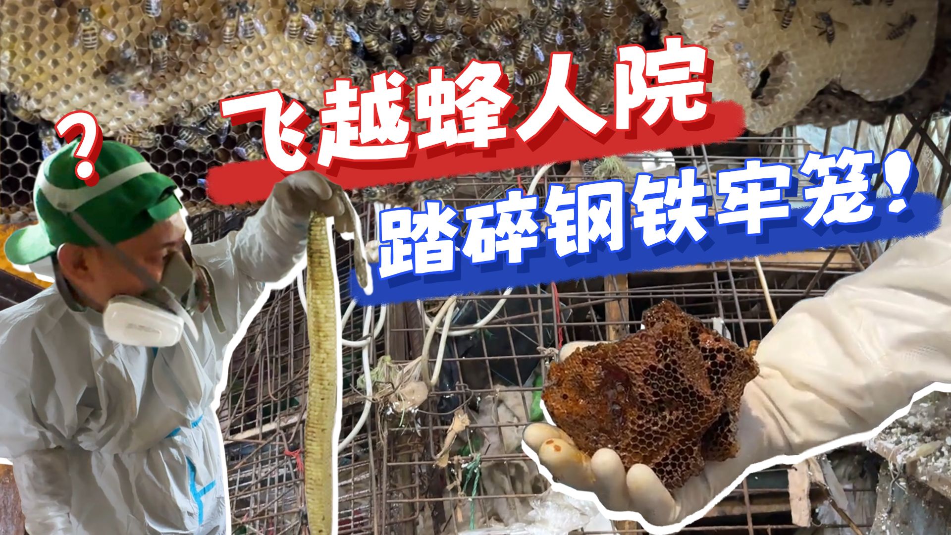 好消息：有鼠鼠！坏消息：鼠鼠都算好消息了....
