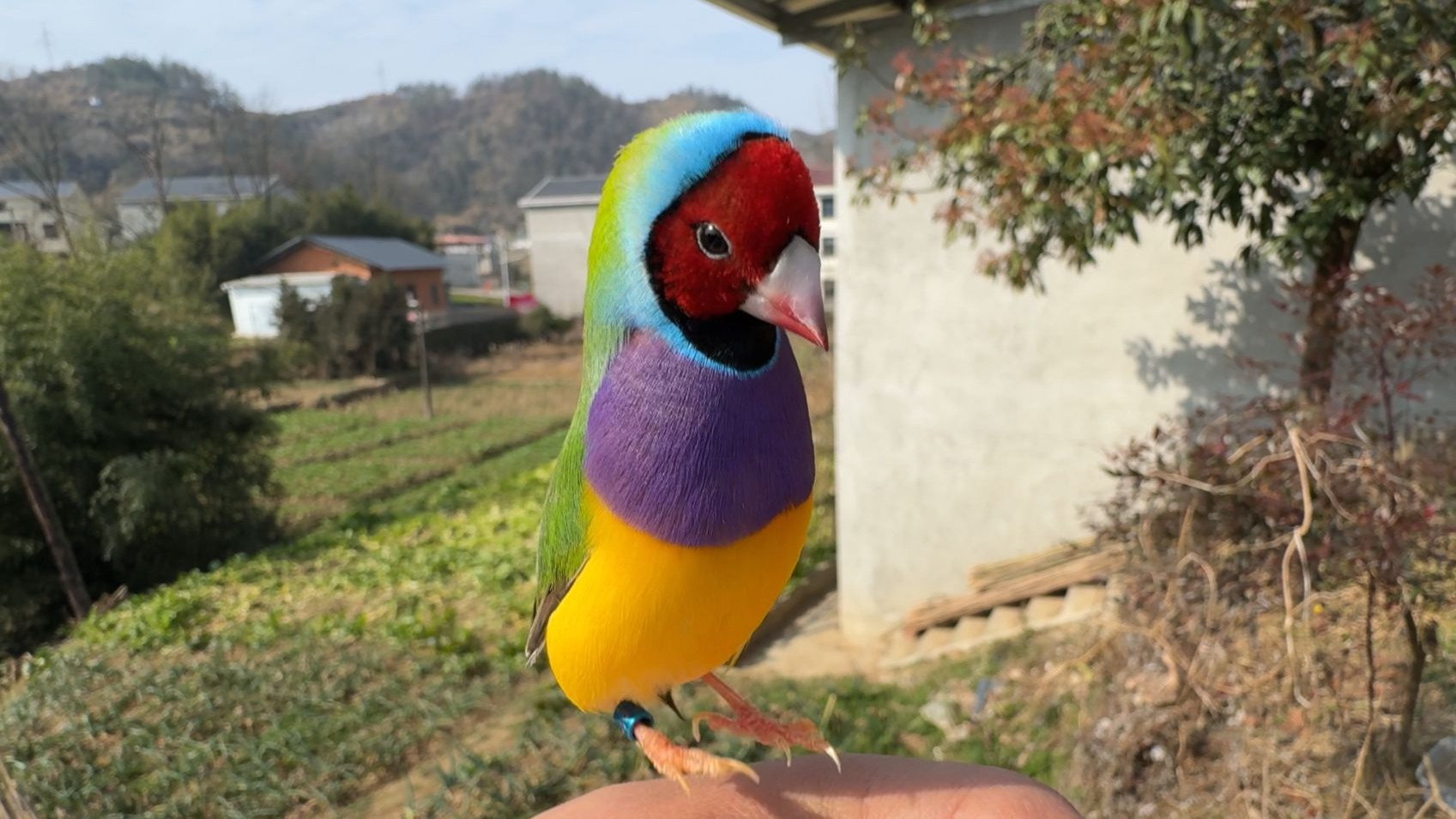 我确定是只真鸟！