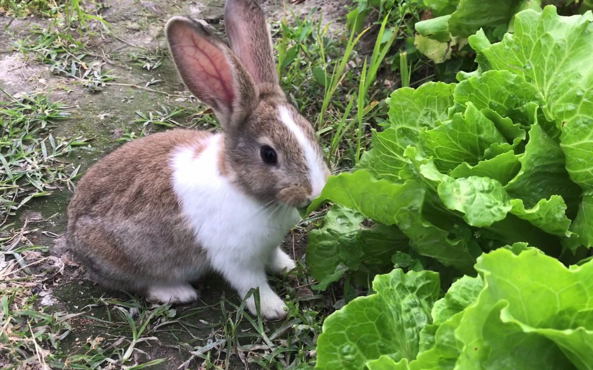 棉尾兔吃草的小兔 库存照片. 图片 包括有 棉尾兔, 春天, 绿色, 复活节, 耳朵, 野生生物, 敌意 - 28887436