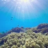美丽的珊瑚礁，你亲眼见过吗