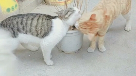 猫爱吃什么味的猫粮 6bc5406440606bc12e4bf70118d994637e56ee06.jpg@280w_158h_1c_100q.jpg