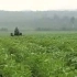 大豆高产栽培技术2