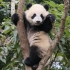 170501 大熊猫梅兰肉肉挂树