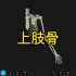 上肢骨骼解剖～3D合集