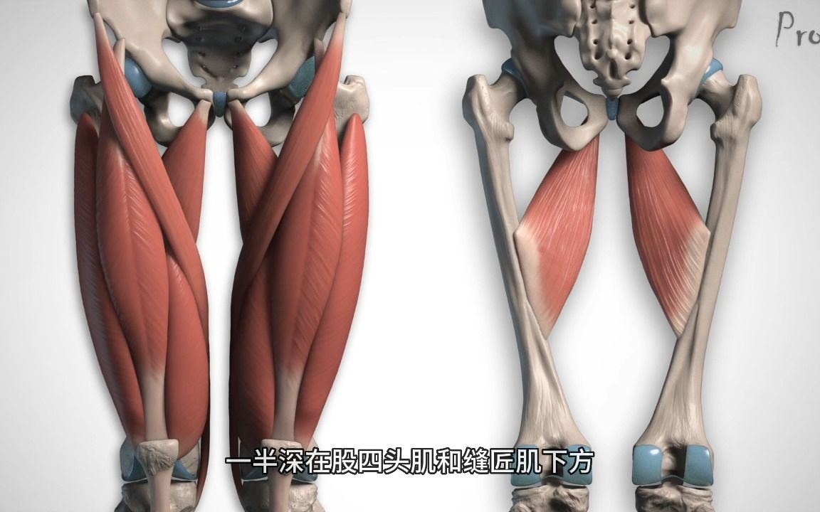 【艺用人体解剖】Proko（全集中字）5-5.2:大腿内侧肌肉-解剖与运动