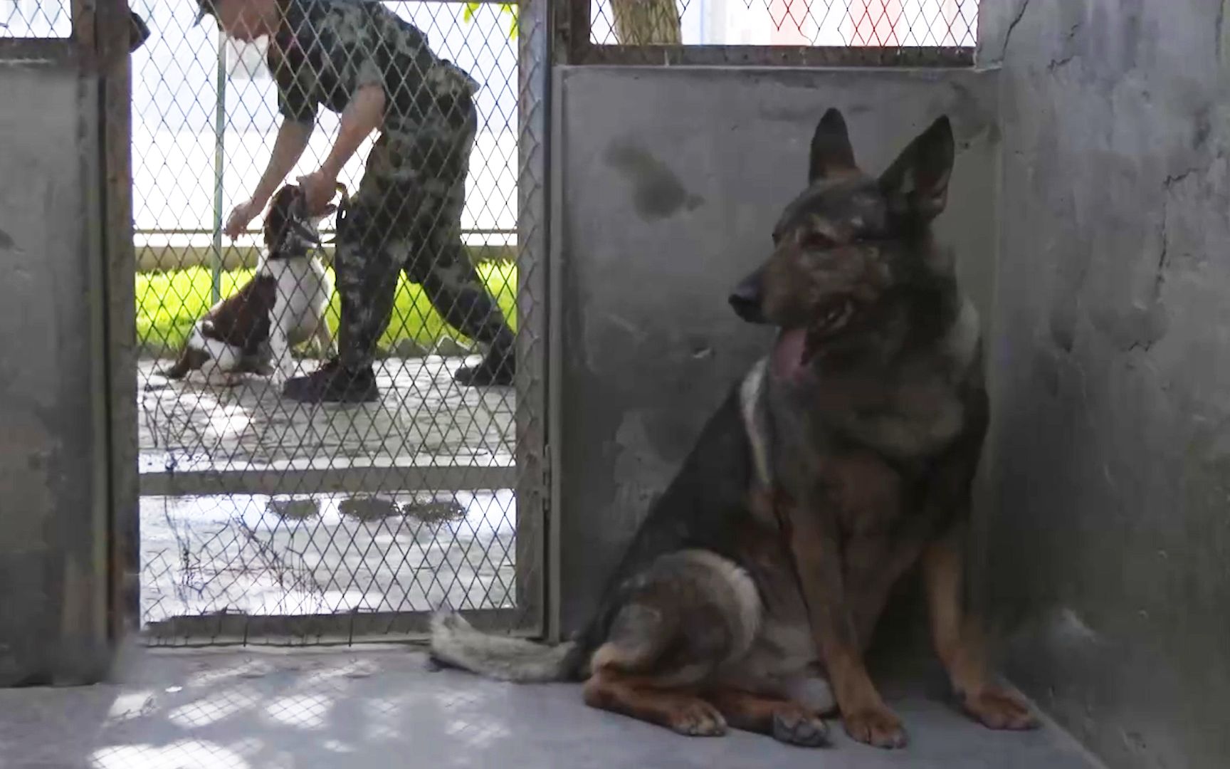 退役警犬躲墙角看训导员带新警犬训练