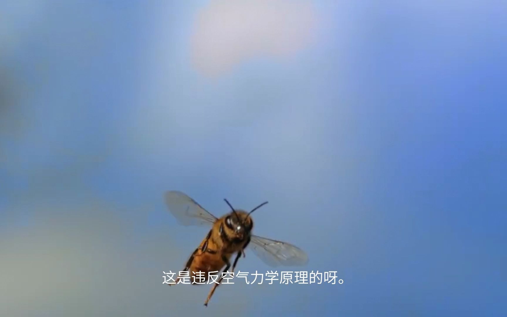【开智宝科普4】蜜蜂的翅膀除了飞行还可以做什么？