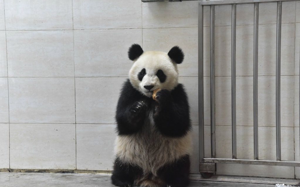 【大熊猫点点】吃饭不积极,思想有问题