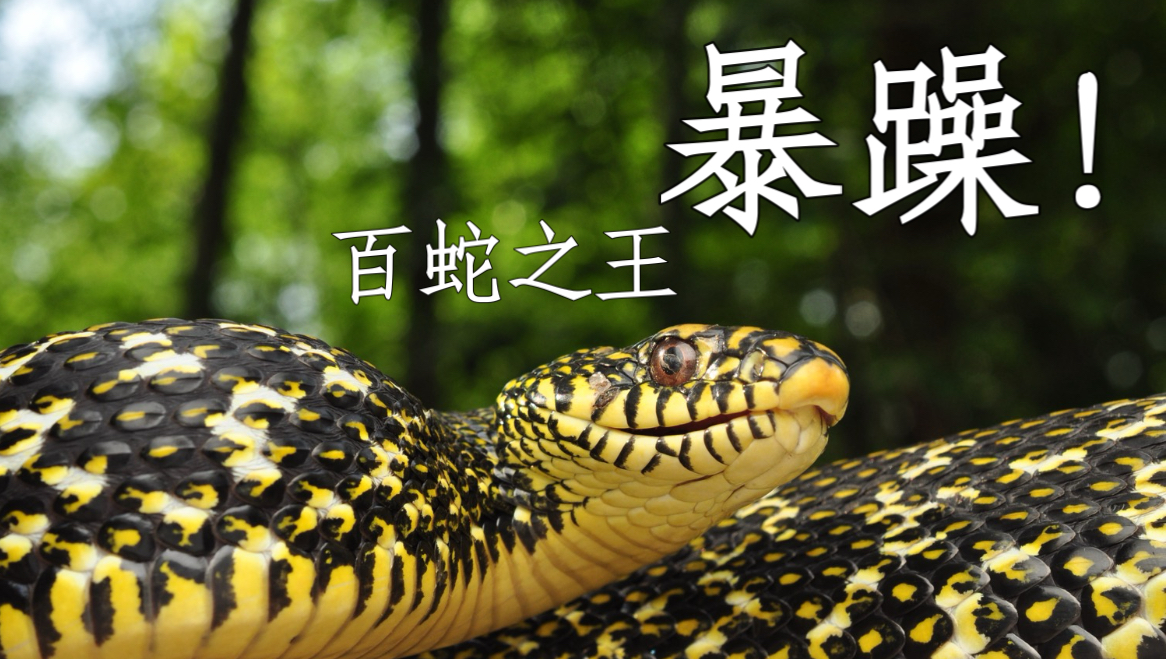 在浙江的大山里竟然能遇到这么多毒蛇！