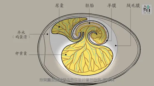 脊椎动物演化4·羊膜卵的出现
