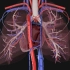 人体的生理结构：肺的血管