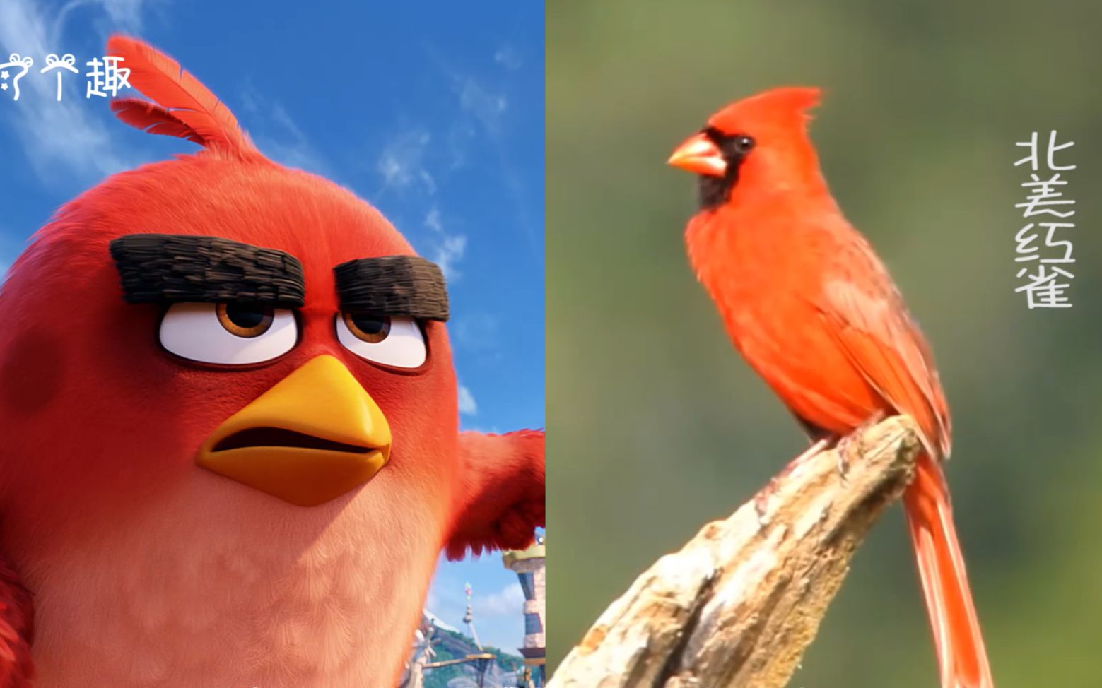 愤怒的小鸟原型竟然是它？看家护院全靠吼，我从没见过这么红的鸟