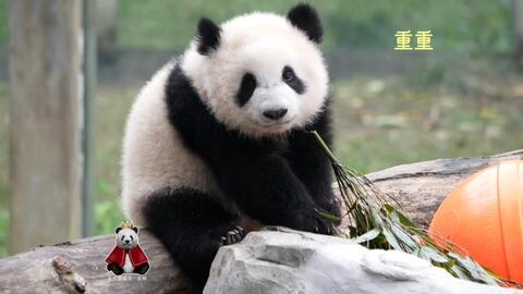 6c5d2a1a9a845abecd31242f3a4ed94f4fc2a6c7.jpg@480w_270h_1c
