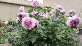 红色叶子的绣球花 6c7774dee7c6127c102eb5f35b168fa9b6ad1ee6.jpg@280w_158h_1c_100q.jpg
