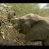纪录片一:大象的鼻子