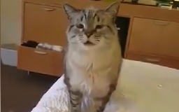 猫打喷嚏前的表情!要不要这么搞笑!