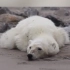 北极熊真的会消失吗？人类对环境的肆意破坏导致物种灭绝速度加快1000倍