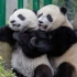 【大熊貓】懶懶大熊貓家裏打滾