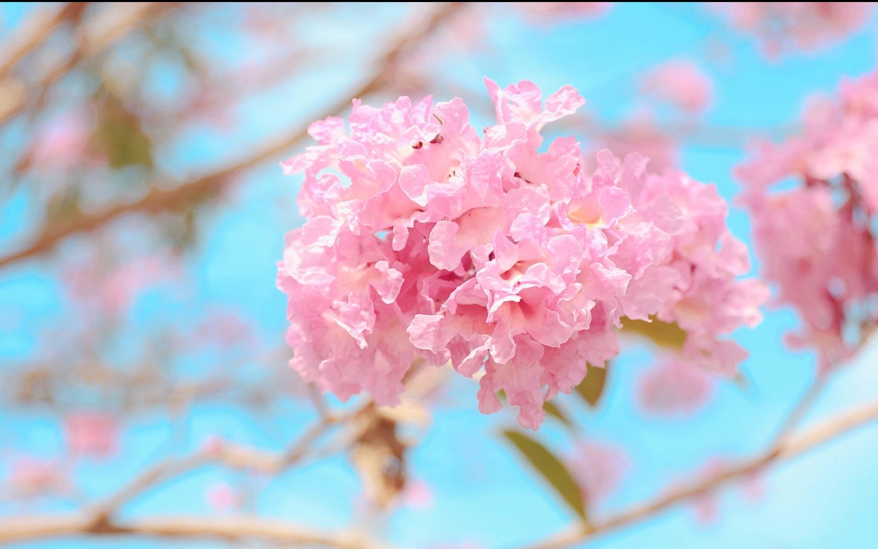 【空镜素材】风铃木花