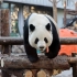 【大熊猫萌兰】还是想出去的萌兰。2022.1.3.摄于北京动物园