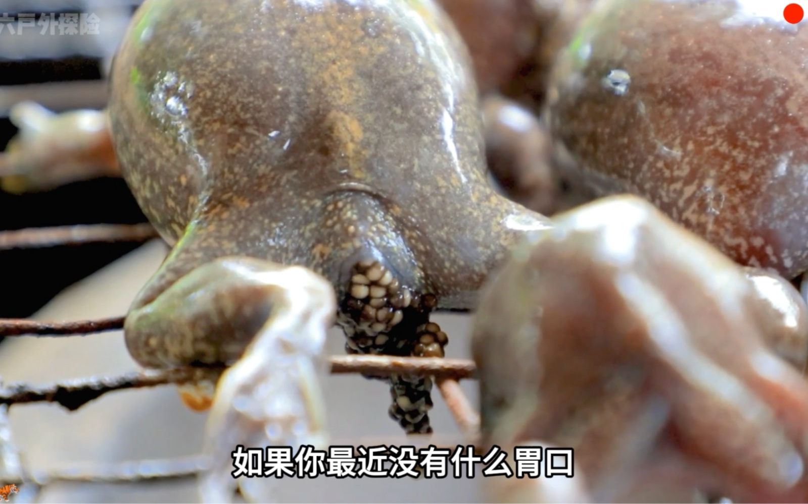 越南特色美食——爆汁蛤蟆