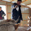母牛生孩子后瘫痪，我爸火烤、啤酒齐上阵
