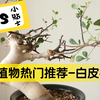 第133弹:块根植物热门推荐-白皮橄榄