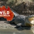 澳大利亚：致命的咸水鳄鱼- 野生动物纪录片
