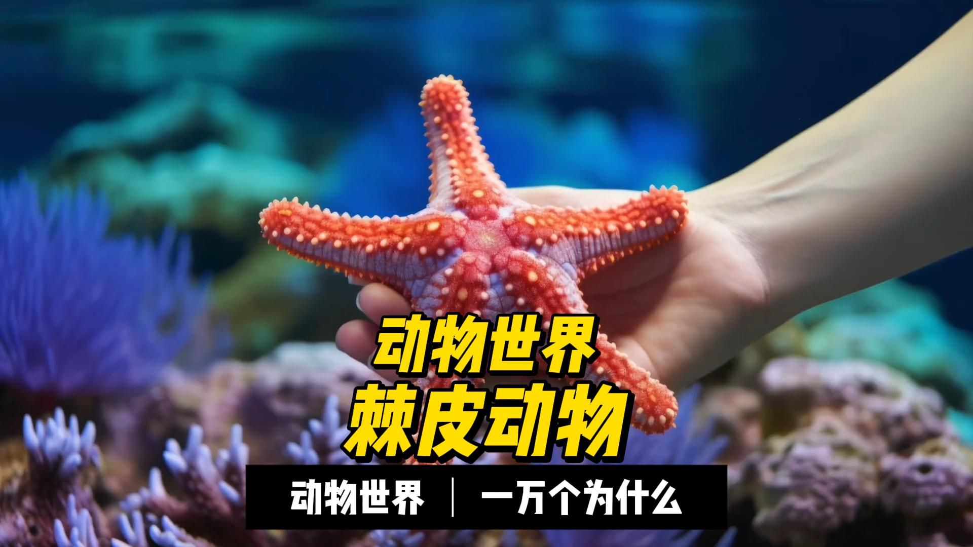 动物世界—棘皮动物