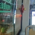 【云乘车】【沥滘拆迁进行时】【响应个寂寞】巴士一分广汽比亚迪GZ6850HZEV行车视频