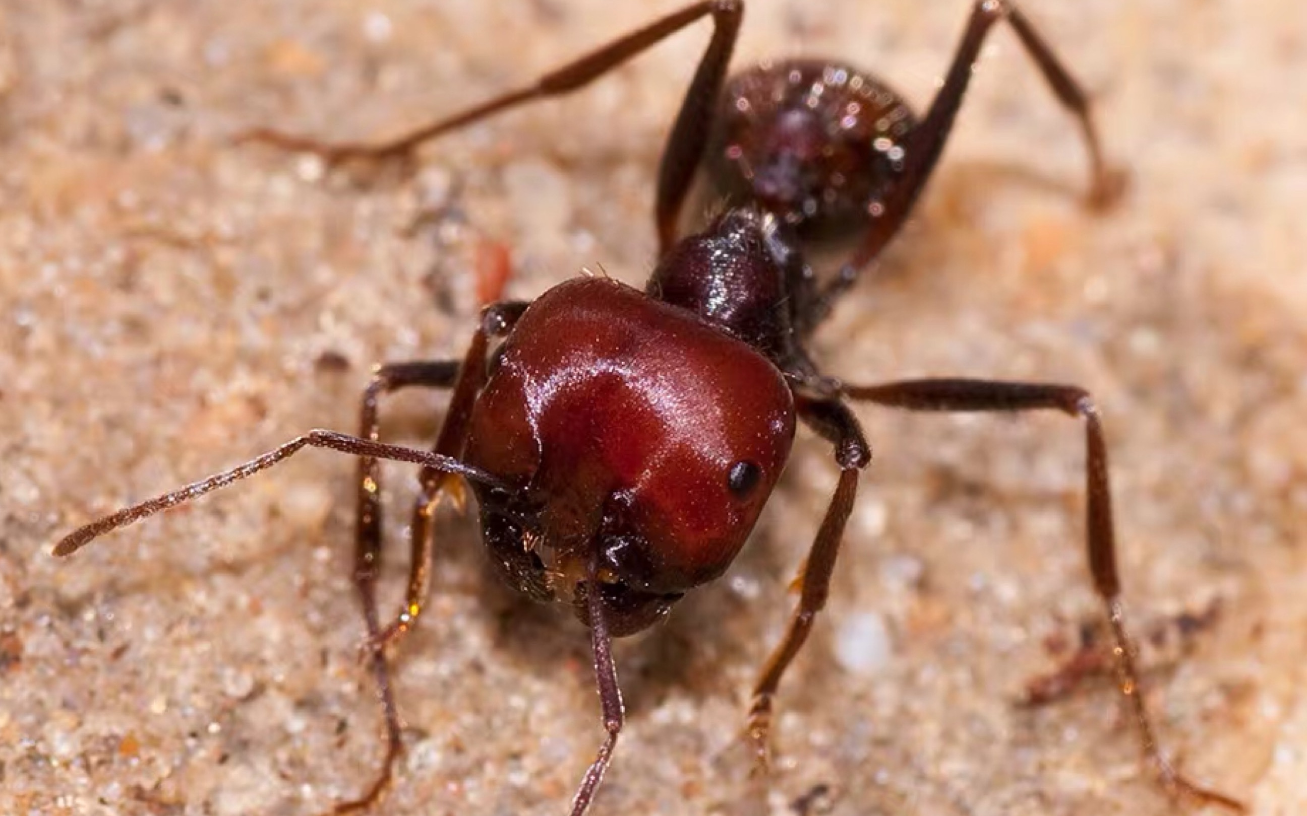 up主饲养的大大的红蚂蚁,全红警告_哔哩哔哩_bilibili